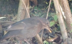 Turdus merula