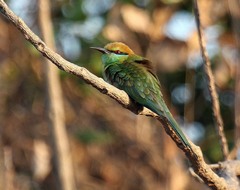 Merops orientalis ferrugeiceps