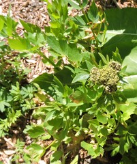 Levisticum officinale