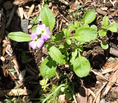 Malcolmia maritima