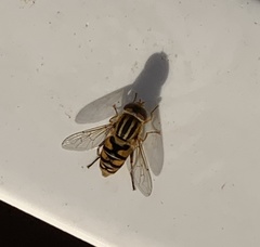 Parhelophilus integer