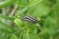 Zygaena lonicerae