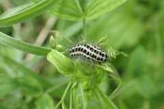 Zygaena lonicerae