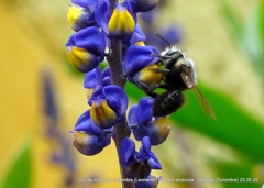 Megachile amparo