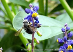 Megachile amparo