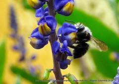 Megachile amparo