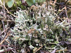 Cladonia cariosa