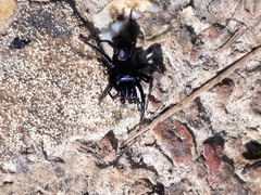 Sphodros niger