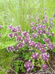 Thymus praecox polytrichus