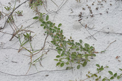 Galactia microphylla