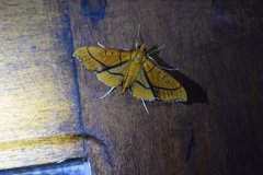 Anarmodia