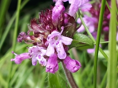 Thymus praecox polytrichus