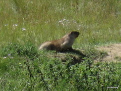 Marmota sibirica