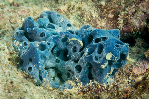Cladocroce burapha, 2017-05-07