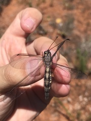 Ascaloptynx appendiculata
