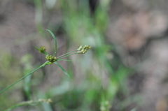 Luzula multiflora