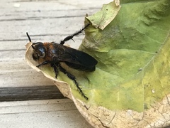 Campsomeriella thoracica