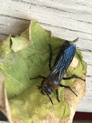 Campsomeriella thoracica