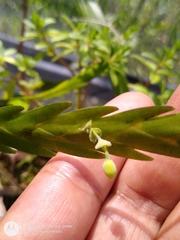 Lockhartia oerstedii