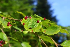 Barbitistes constrictus