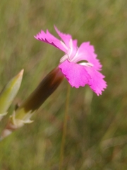 Dianthus caryophyllus