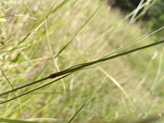 Dianthus caryophyllus
