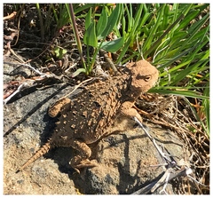 Phrynosoma douglasii