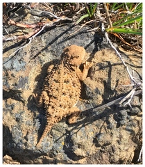 Phrynosoma douglasii