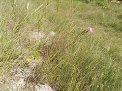 Dianthus caryophyllus