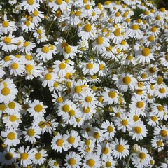 Matricaria