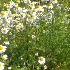 Matricaria