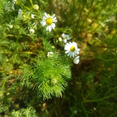 Matricaria