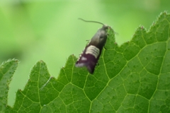 Grapholita compositella