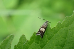 Grapholita compositella
