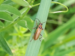 Cantharis figurata