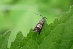 Grapholita compositella