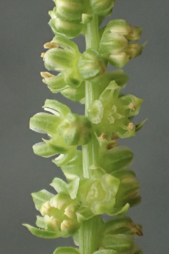 Beta vulgaris