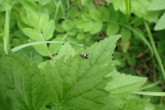 Grapholita compositella