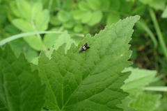 Grapholita compositella