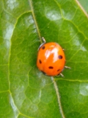 Coccinella septempunctata