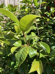 Theaceae