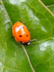 Coccinella septempunctata