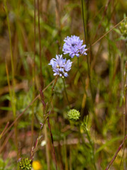 Gilia capitata capitata