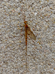 Ephemera glaucops