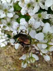 Cetonia aurata