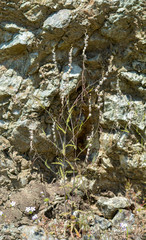 Streptanthus glandulosus secundus