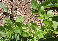Levisticum officinale