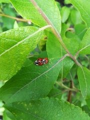 Harmonia axyridis