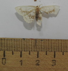 Cyclophora annularia