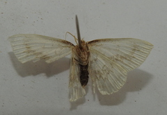 Cyclophora annularia